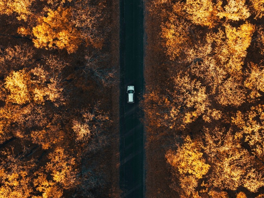 road aerial view autumn trees car forest below PNG Graphic Isolated with Transparency
