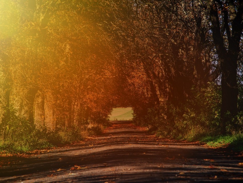 road branches autumn sunlight trees PNG icons with transparency