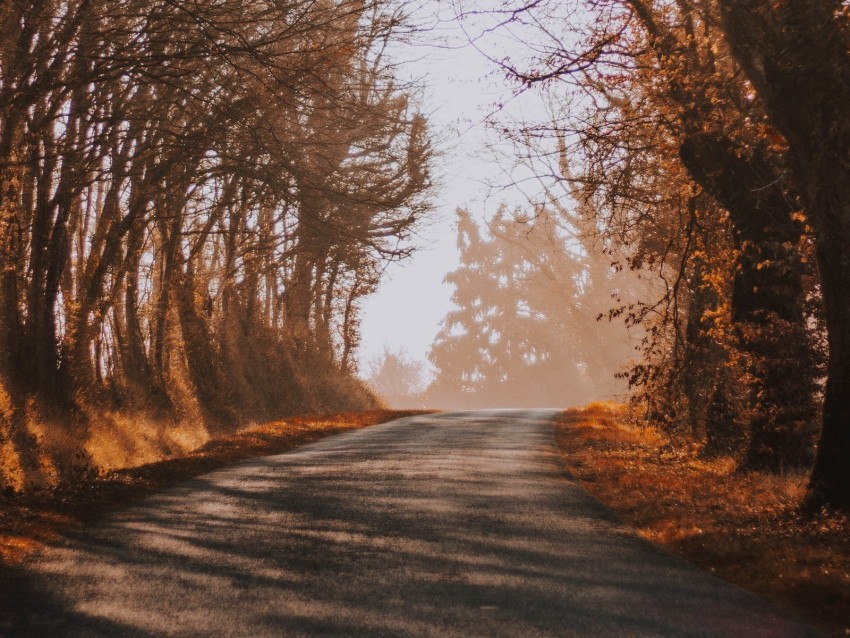 road fog autumn trees turn PNG transparent photos assortment 4k wallpaper