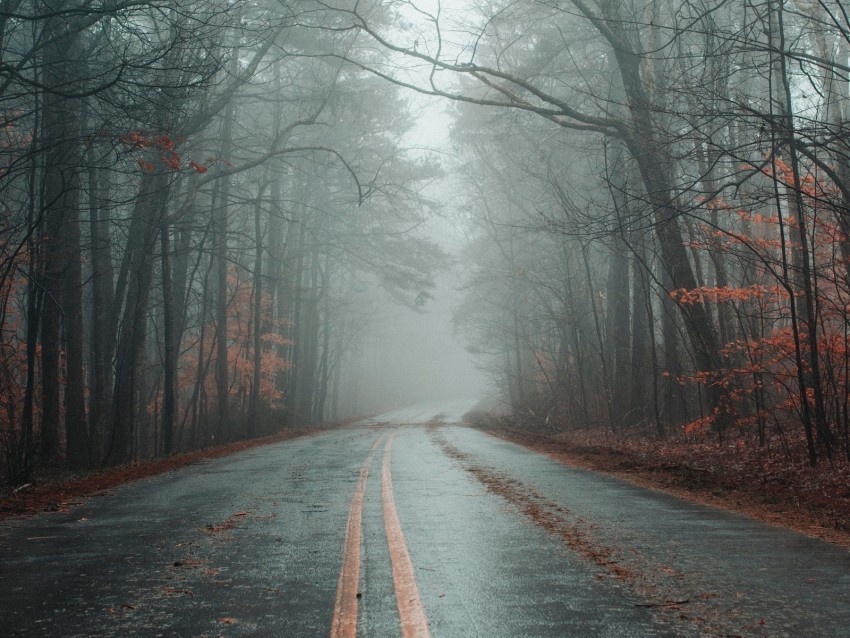 road fog forest autumn marking asphalt Clean Background Isolated PNG Illustration