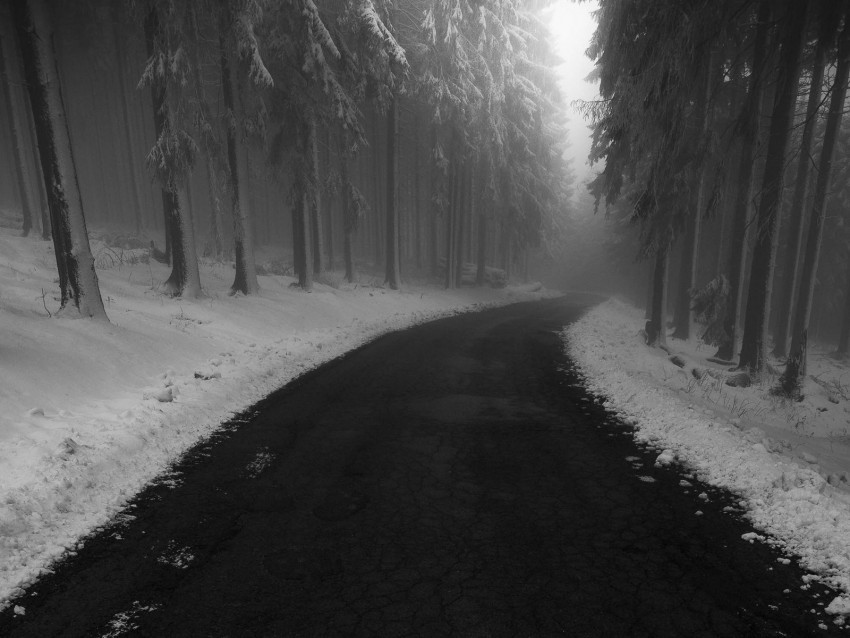 road fog snow turn trees HighQuality PNG Isolated Illustration 4k wallpaper