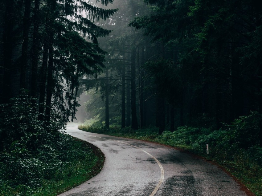 road fog trees turn asphalt Isolated Graphic on Clear PNG