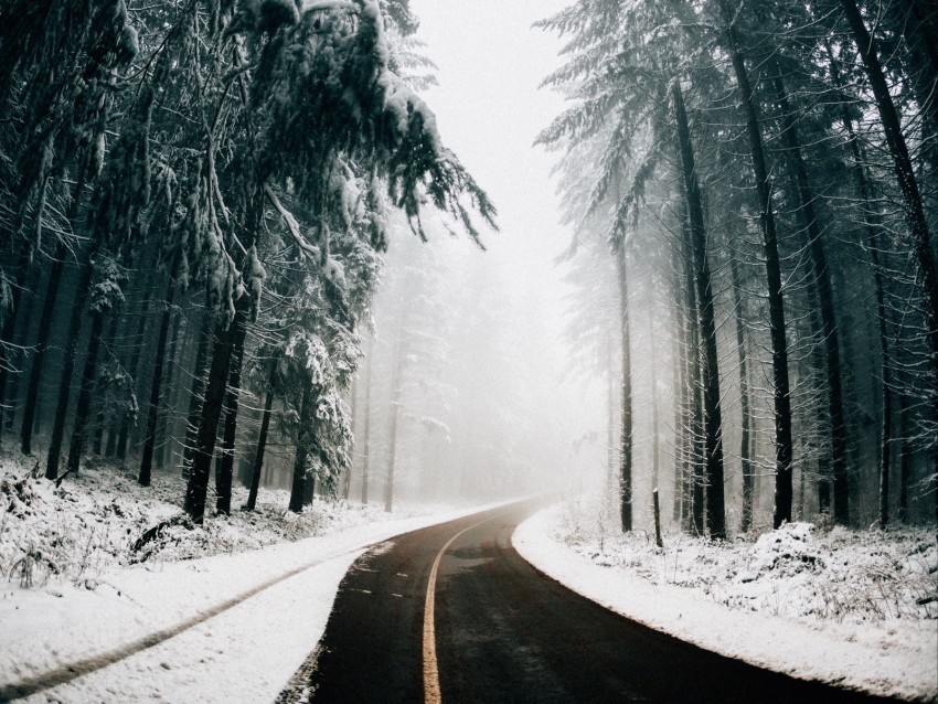 road fog winter trees turn asphalt Isolated Element in HighQuality PNG