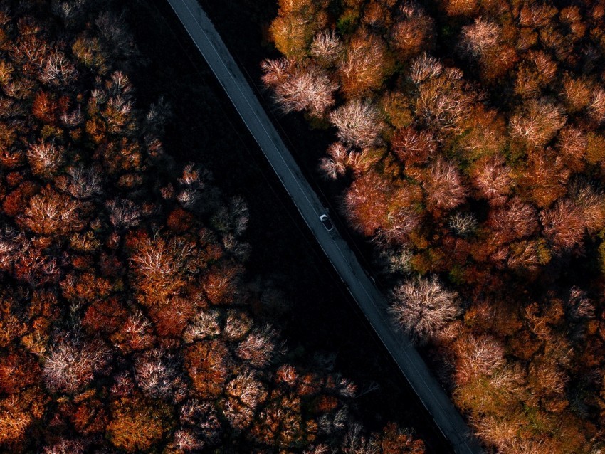 road forest autumn aerial view trees PNG images with transparent elements 4k wallpaper