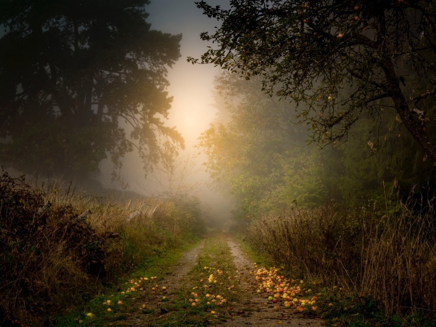 road forest fog apples trees Free transparent PNG