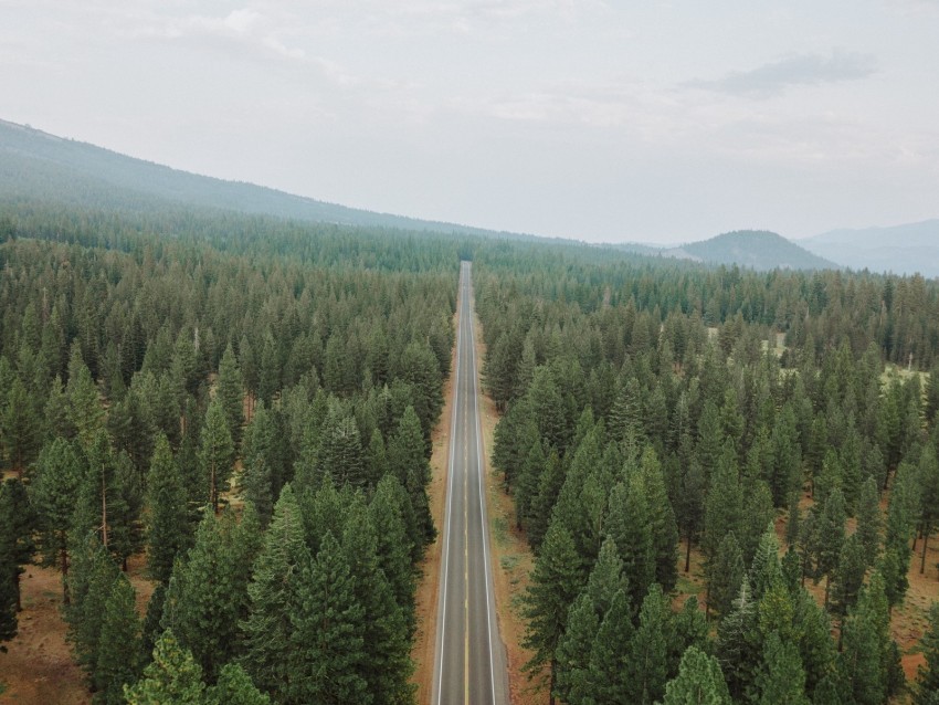 road forest panorama trees straight smooth Transparent Background Isolated PNG Design