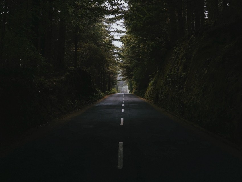 road forest trees way asphalt marking PNG design elements