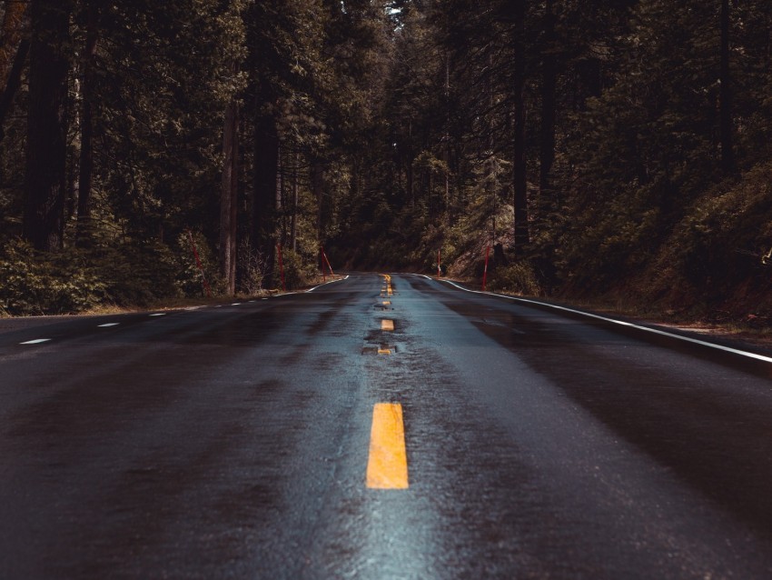 road forest turn asphalt marking wet PNG for web design