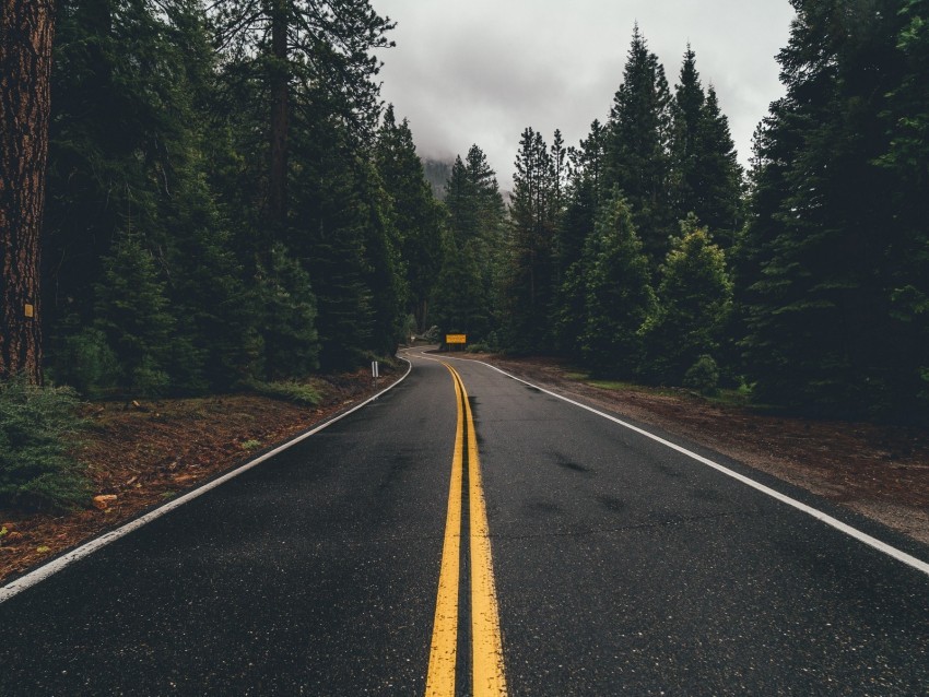 road marking trees turn asphalt forest Isolated Graphic on HighQuality Transparent PNG