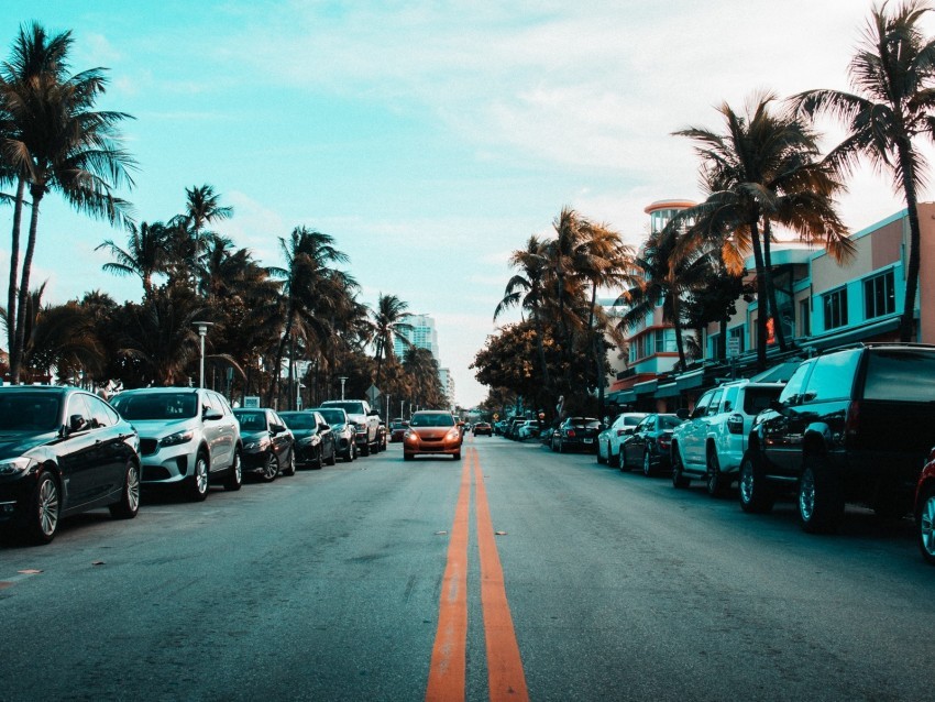 road markings palm trees cars PNG images no background