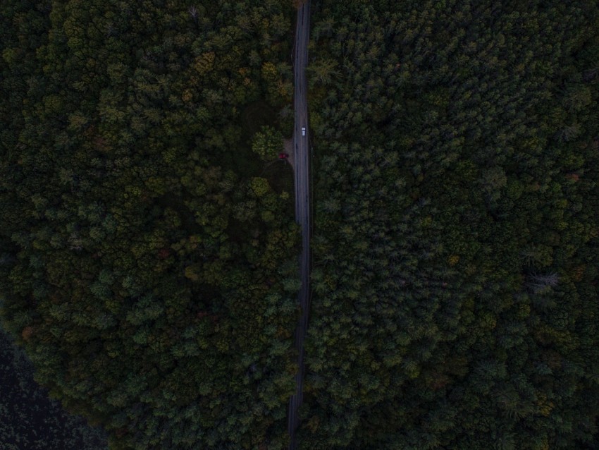 road trees aerial view forest Transparent pics 4k wallpaper