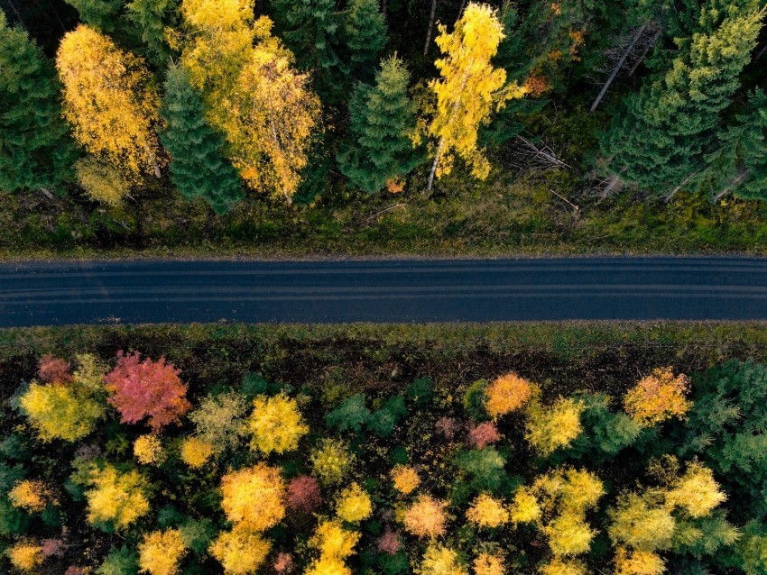 road trees aerial view forest autumn Clear PNG image 4k wallpaper