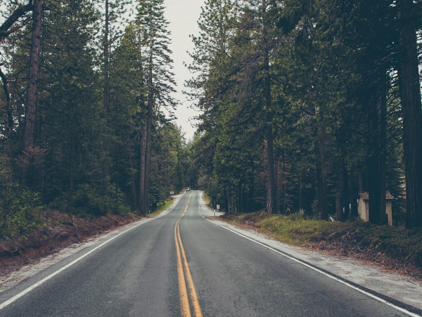 road trees asphalt marking direction forest Transparent Background Isolation in PNG Format