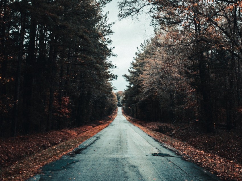 road trees autumn asphalt foliage ClearCut Background Isolated PNG Graphic Element