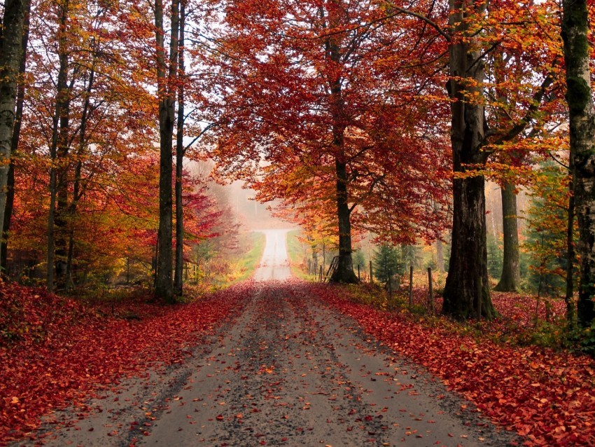 road trees autumn foliage fallen Clear Background PNG with Isolation