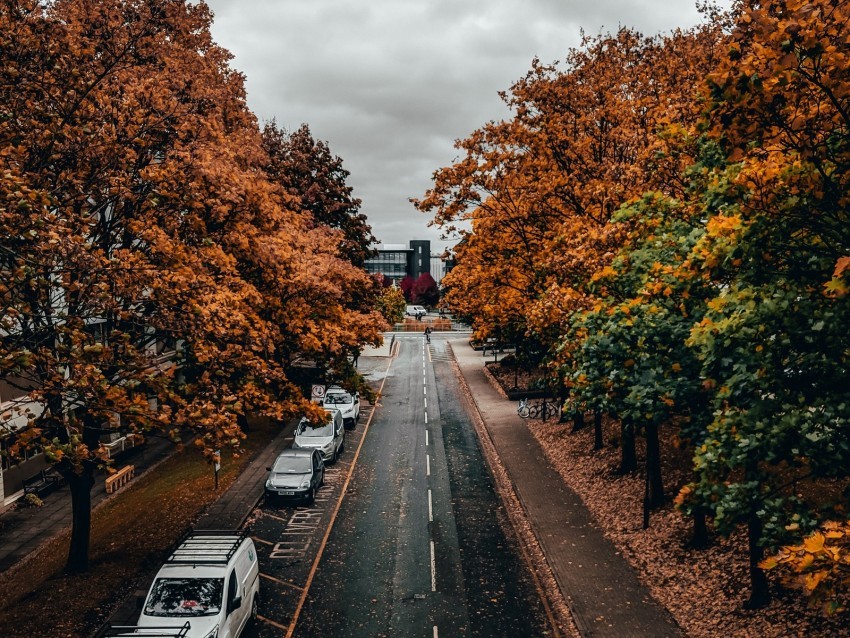 road trees autumn street alley Transparent PNG Isolated Object Design