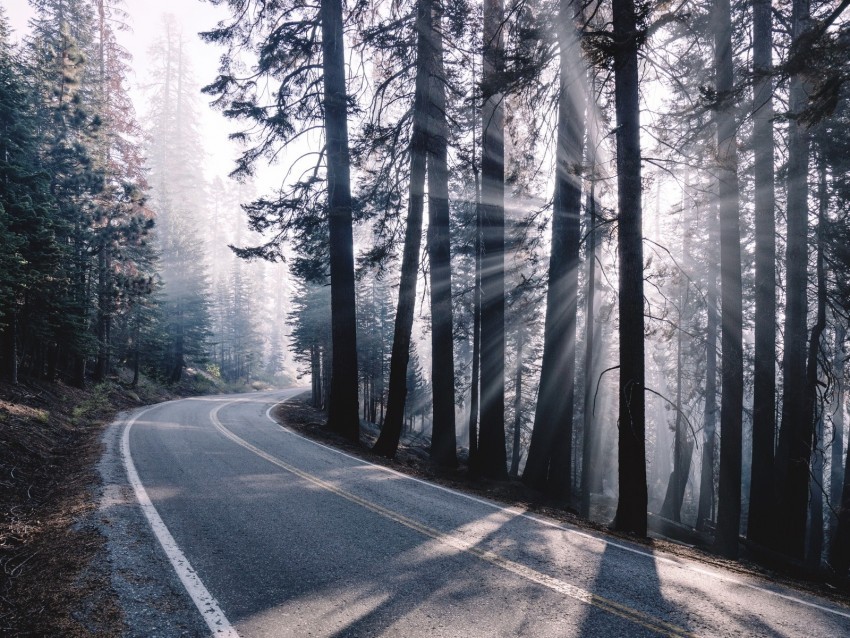 road turn fog trees forest sunlight Transparent PNG Artwork with Isolated Subject