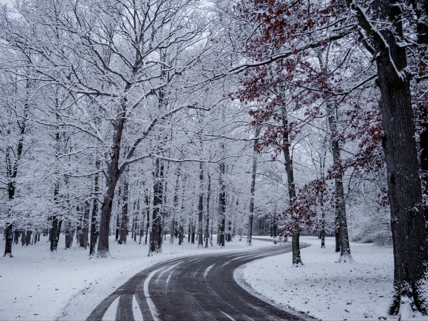 road turn snow winter trees High-definition transparent PNG
