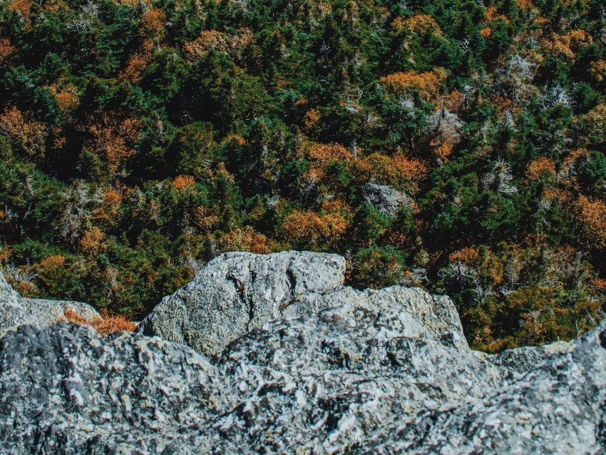 rock trees stone aerial view Transparent background PNG artworks