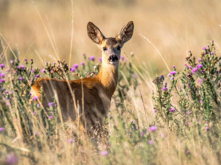 roe deer young wildlife looks animal Isolated Object in HighQuality Transparent PNG