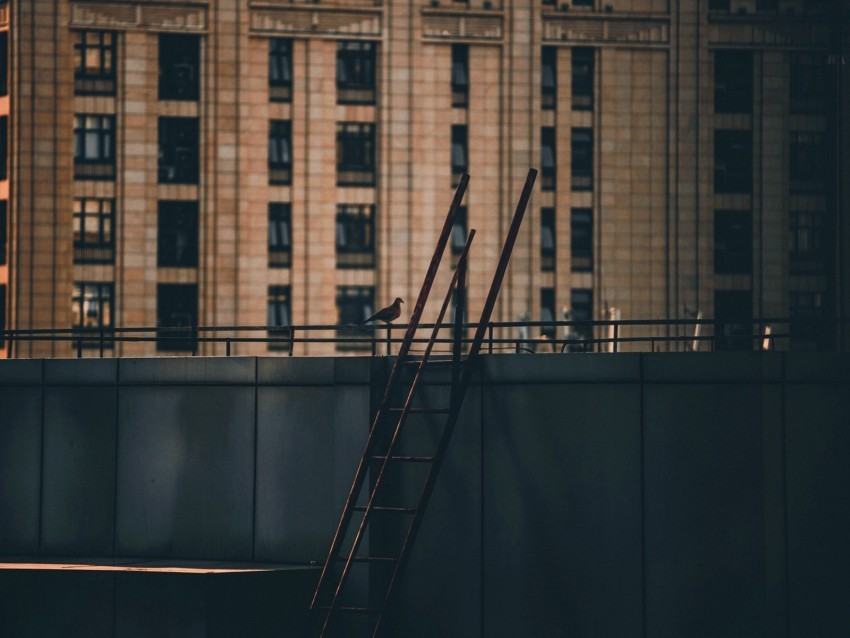 roof stairs building dove bird Isolated Character in Transparent PNG Format