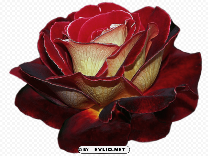 rose Transparent Background PNG Isolated Art