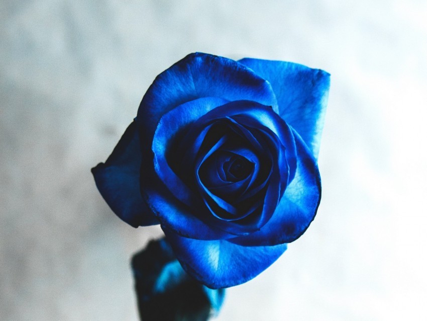 rose blue bud flower blur Isolated Item on Transparent PNG