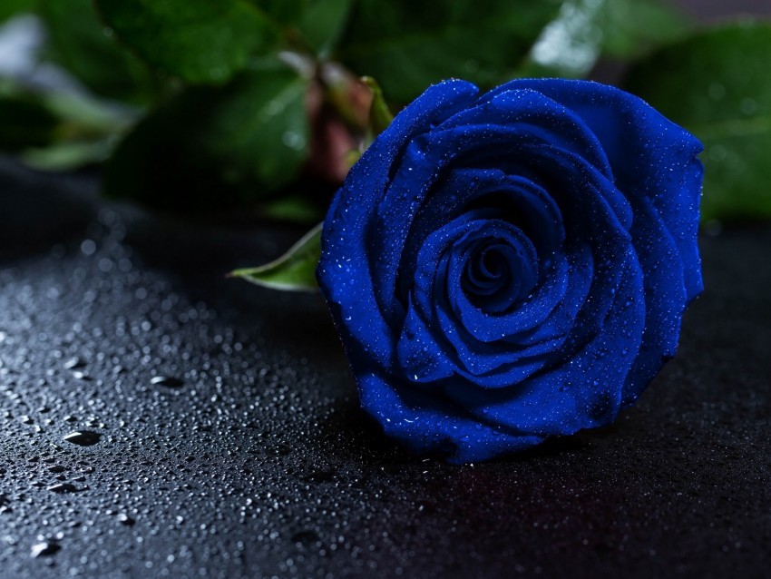 rose blue rose drops bud PNG images no background