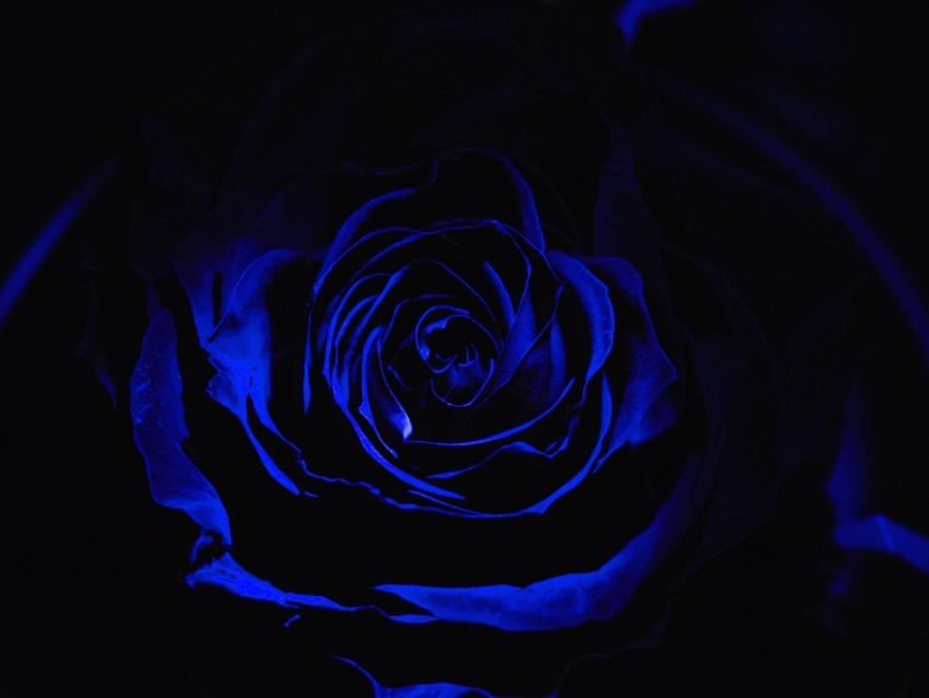 rose blue rose petals dark bud Transparent PNG Isolated Graphic Element