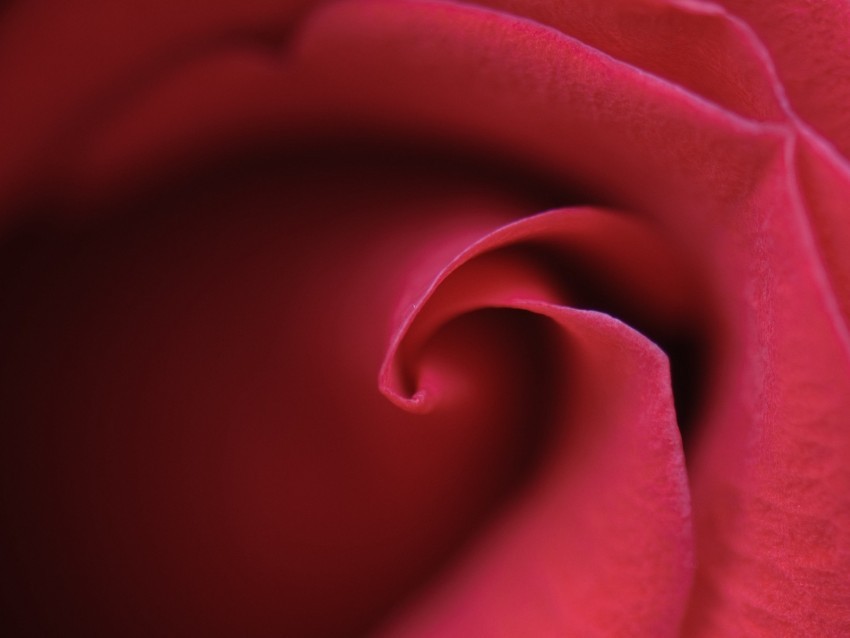 rose bud petals macro red PNG for personal use