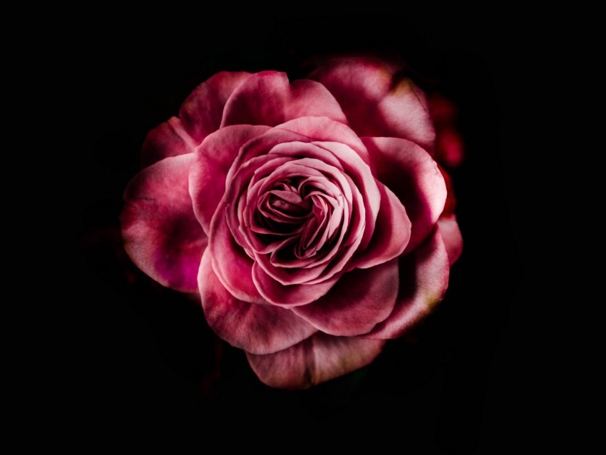 rose bud pink dark background petals flower bloom PNG Image with Transparent Isolated Graphic 4k wallpaper