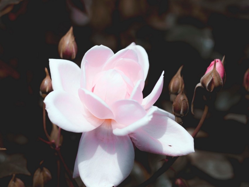rose bud pink petals bush bloom PNG images for websites