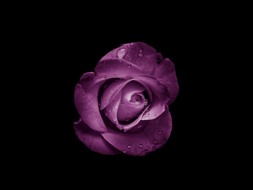 rose bud purple drops flower Isolated Object in HighQuality Transparent PNG