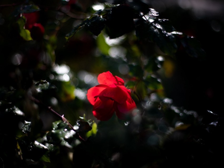 rose bud red drops blur glare PNG Isolated Subject on Transparent Background 4k wallpaper