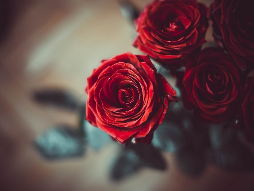 rose bud red flower petals blur PNG transparent icons for web design