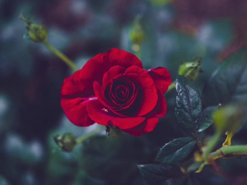 rose bud red petals blur garden PNG with no background diverse variety