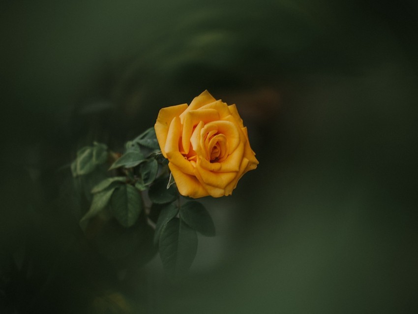 rose bud yellow blur garden green PNG with Clear Isolation on Transparent Background