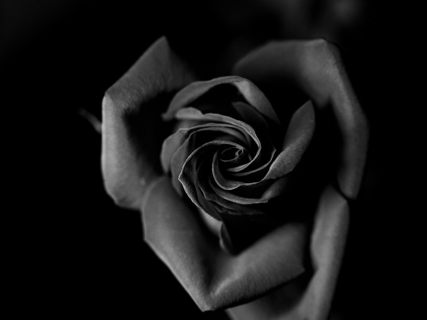 rose bw bud petals closeup PNG Graphic Isolated with Clear Background