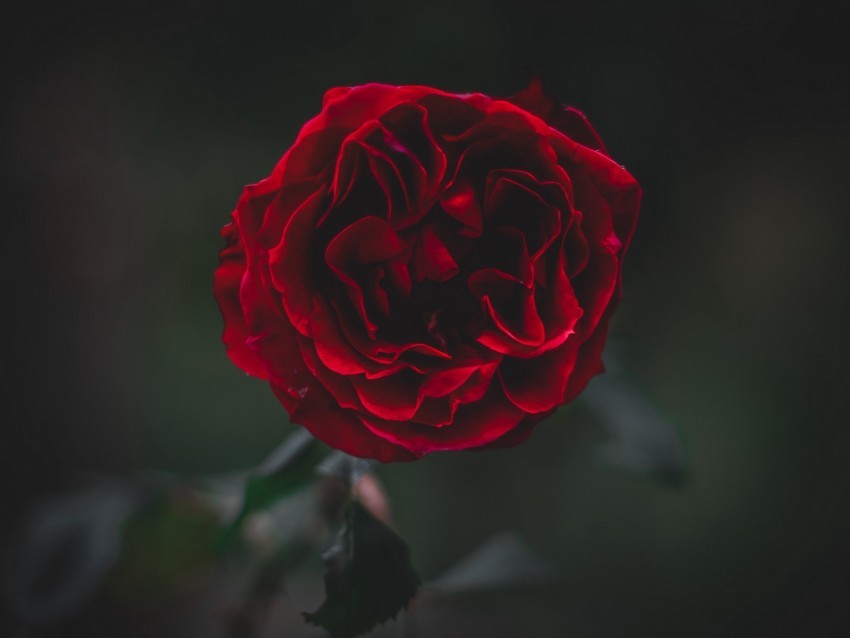 rose flower dark frozen petals plant PNG free download transparent background
