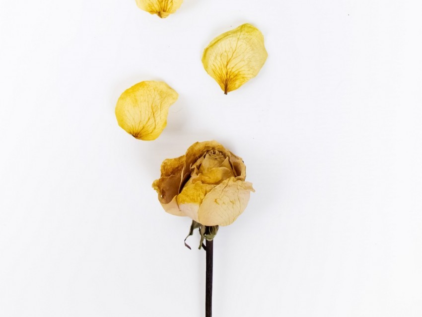 rose flower petals dry yellow Isolated Subject with Transparent PNG