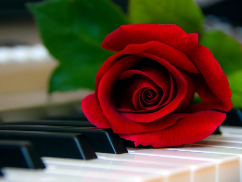 rose flower piano keys red Isolated Artwork on Clear Transparent PNG