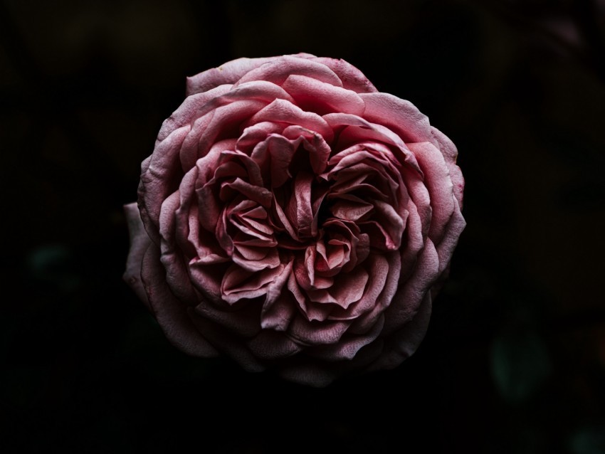 rose flower pink dark closeup Isolated Object on Transparent PNG