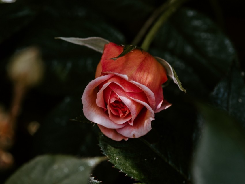 rose flower pink plant bloom PNG images no background