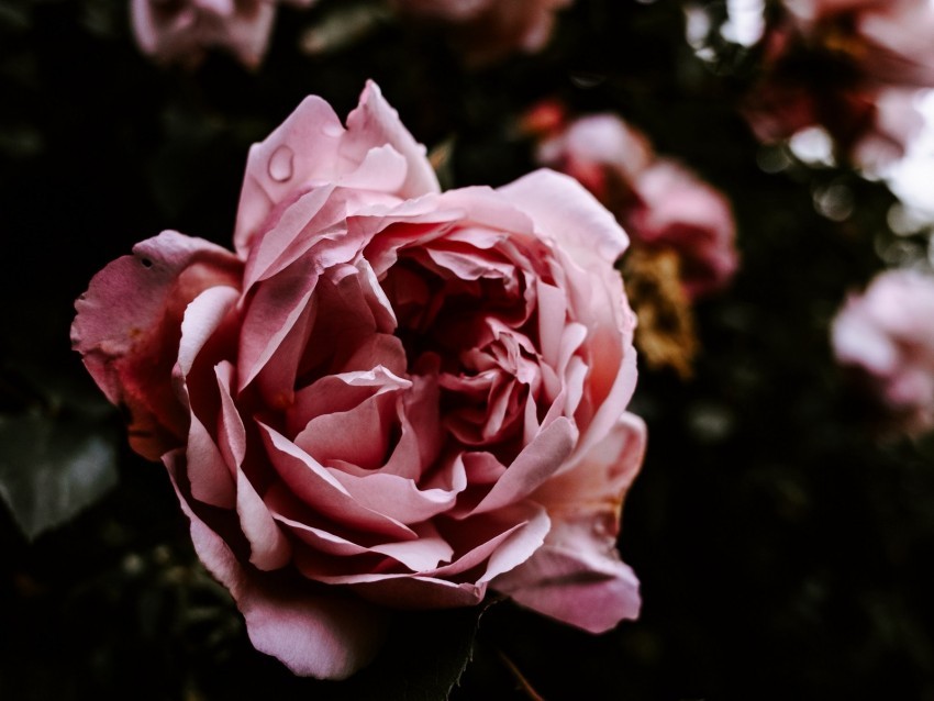 rose flower pink wet closeup Isolated Item in HighQuality Transparent PNG