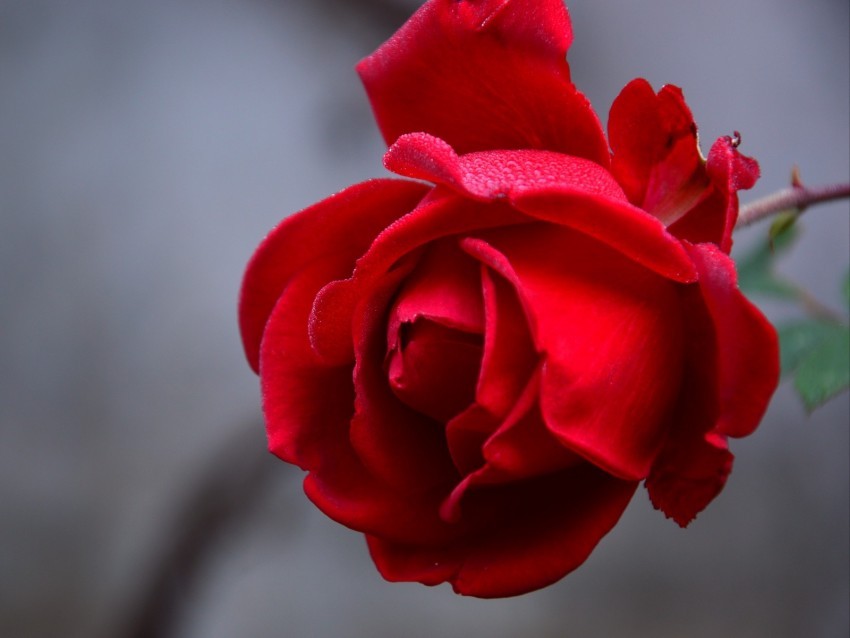 rose flower red wet drops petals closeup PNG images with no background comprehensive set 4k wallpaper