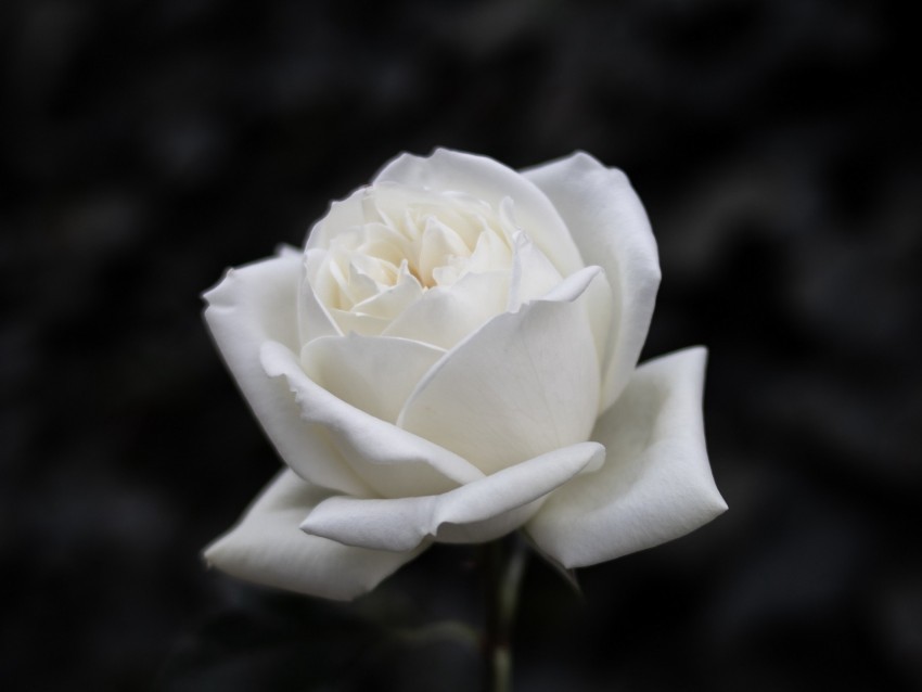 rose flower white bw bloom PNG files with no backdrop wide compilation