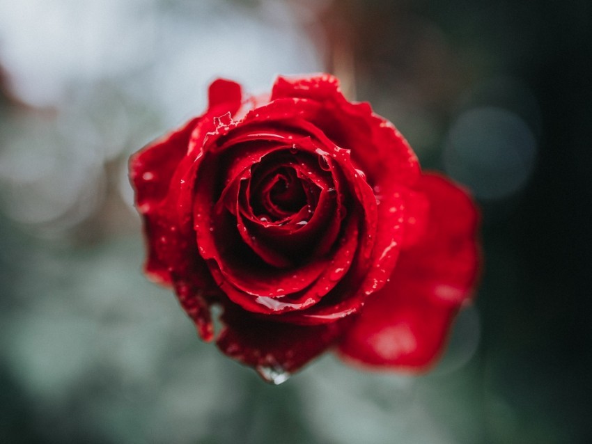 rose macro drops red flower blur Free PNG 4k wallpaper