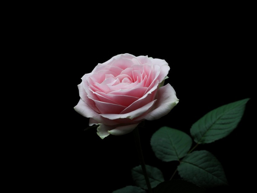 rose pink bud flower petals PNG transparent images mega collection