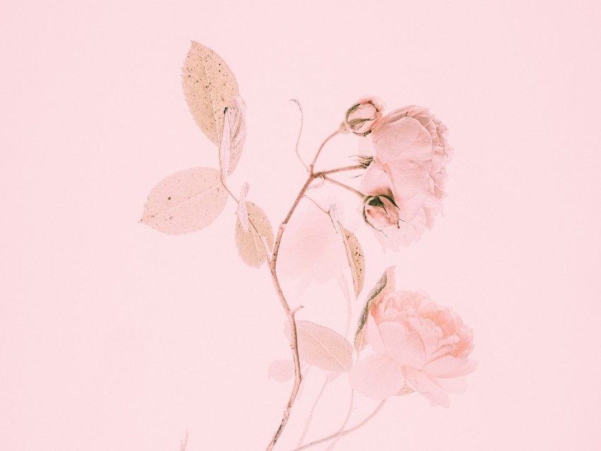 rose pink flower branch minimalism Isolated Artwork on Transparent Background