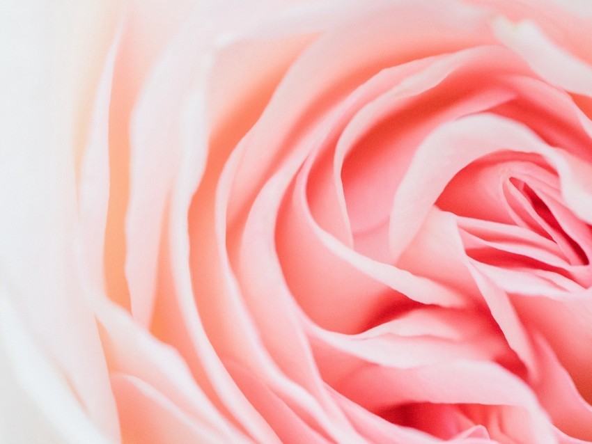 rose pink flower petals closeup High-resolution transparent PNG images variety